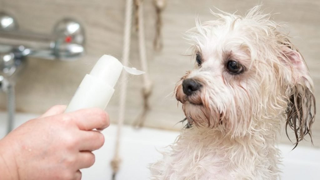 a bathing pup